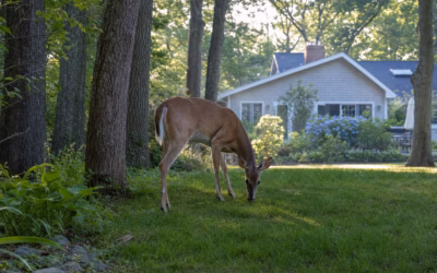 Nassau County Wildlife Safety: Protecting Local Ecosystems and Property
